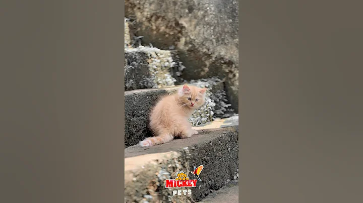 Video 8544581: persian pets, doll face persian, cat