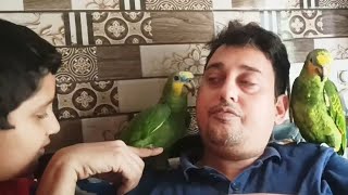 amazon#talkingparot #birds #cute #pets#parrot#subscribe #shorts #short #shortvideo#funny #viral#uyku