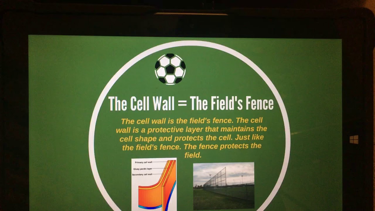 Cell Analogy/ Soccer theme YouTube