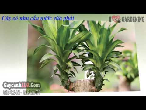 Video Cây Phát Tài Gốc Đẹp Nhất - youtube