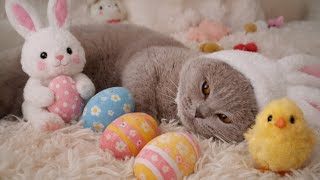 Berry the Cutest Easter Cat 🐱🐰🥚 | Adorable Easter Moments