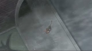 Poor Litten Cries After He Realizes That Stoutland Has Died