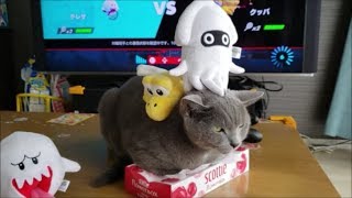 ティッシュ潰し猫とぬいぐるみ達のたわむれ！