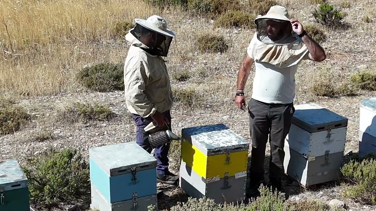 VELVET BEE Kalymnos Greec