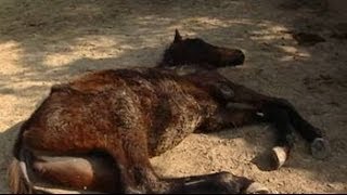 49 race horses left to die in stud farm outside Delhi