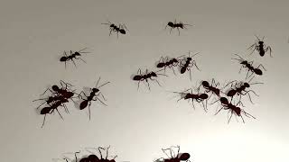 30 ants seeking a target