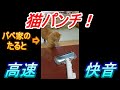 【ねこ】たるとの猫パンチ(vs掃除機)【パぺ家】#shorts