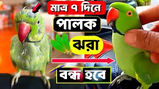 🦜টিয়া পাখির পালক ঝরা বন্ধ করতে এই ৩টি কাজ করুন || Parrot Feathers🪶 Plucking Problem and Treatment🩺💊