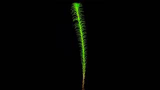Lily growth time-lapse photography 30 days shortened by 23 seconds #timelapse #plantgrowth #lily