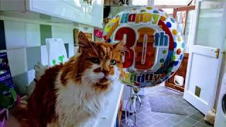 Famous Meet Rubble, the 30-Year-Old Cat Who May Be the Oldest Living One on Earth Wealth