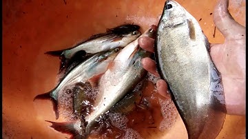 Sướng tay với 🐠 Thát lát và 🐠 Tra câu cá giải trí mùa dịch l Thanh Đặng Vlog 114