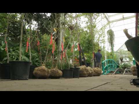 Video: Monet Garden Design Ideas: hoe een Monet-tuin te planten