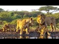 Lions Mating With Cubs Around Jan 20 2025