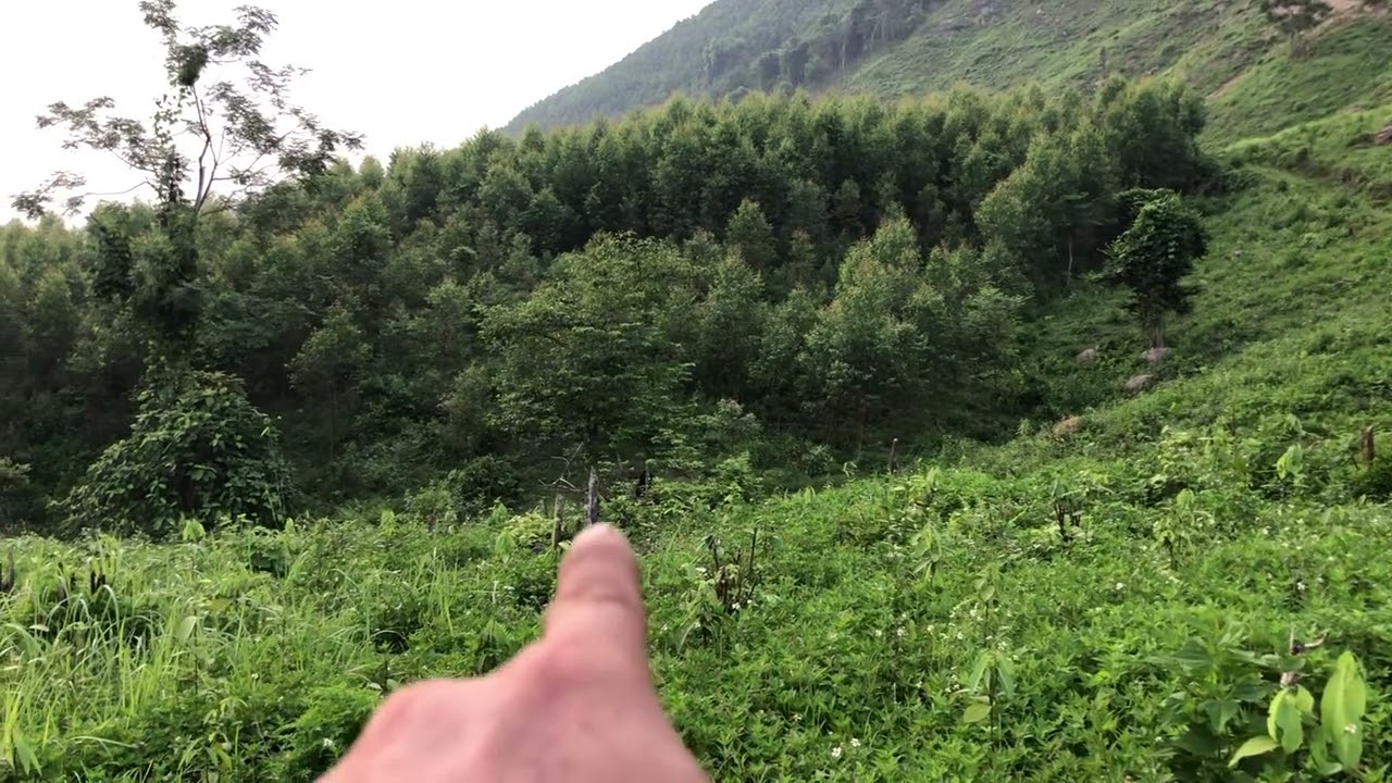 hướng dẫn và chia sẻ tập chim đa đa thành chim mồi.tập-1.