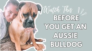 Watch This BEFORE You Get an AUSSIE BULLDOG │ Things I Wish I Knew...