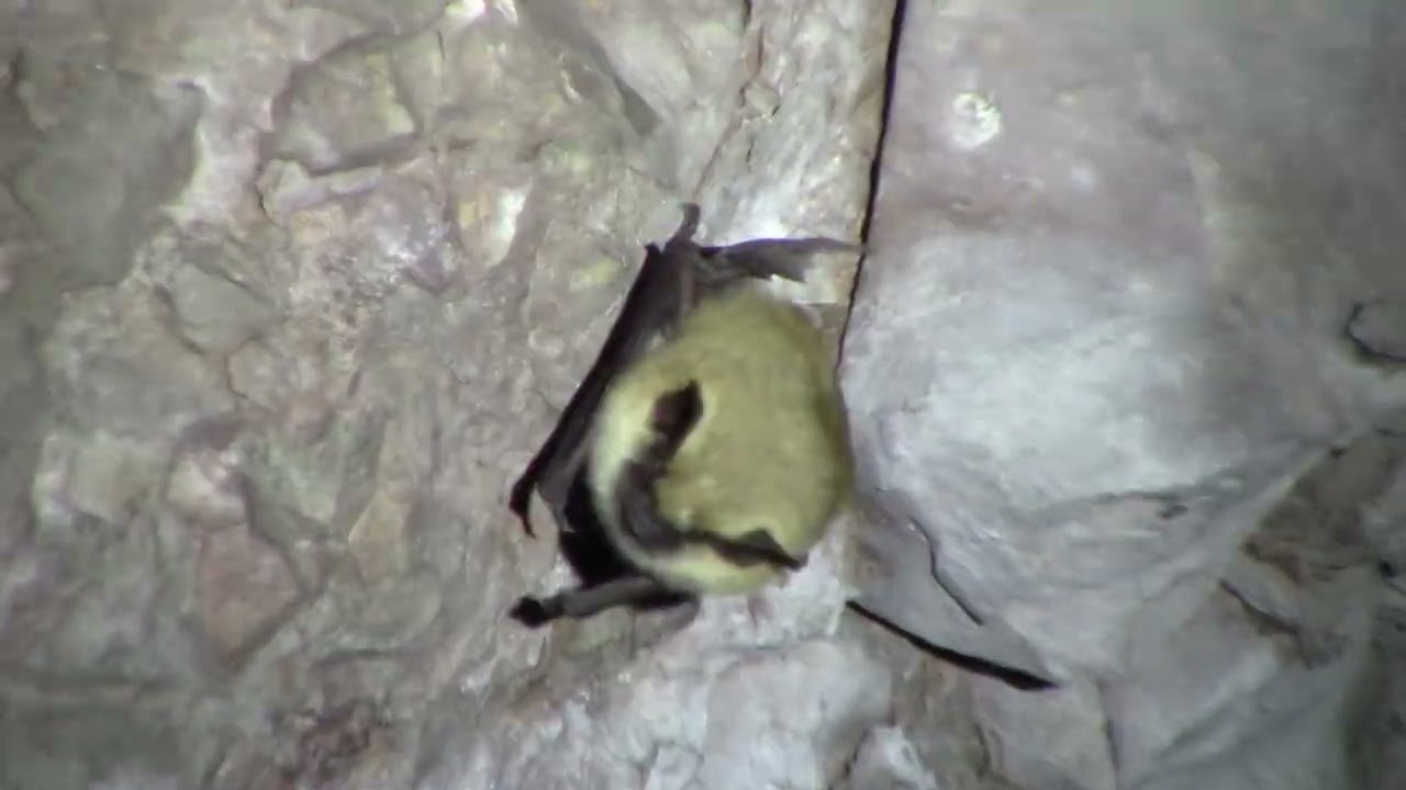 Myotis bat sits on cave wall!