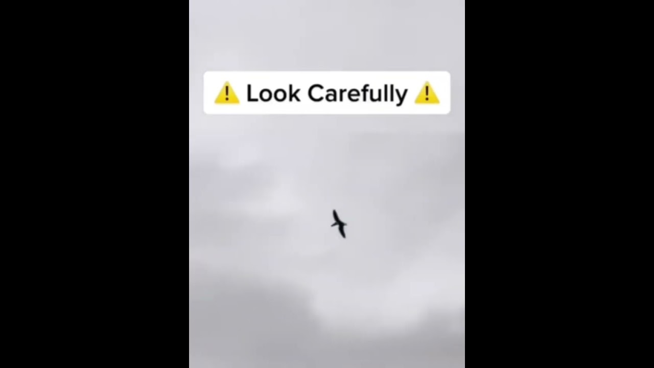 Extinct Animals That Where Caught On Camera 📷! (Part 1) | Pterodactyl 🦖