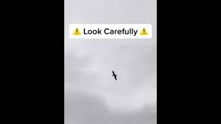 Extinct Animals That Where Caught On Camera Part 1 Pterodactyl