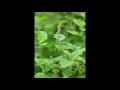 Tulsi botanical name ocimum sanctum justimages