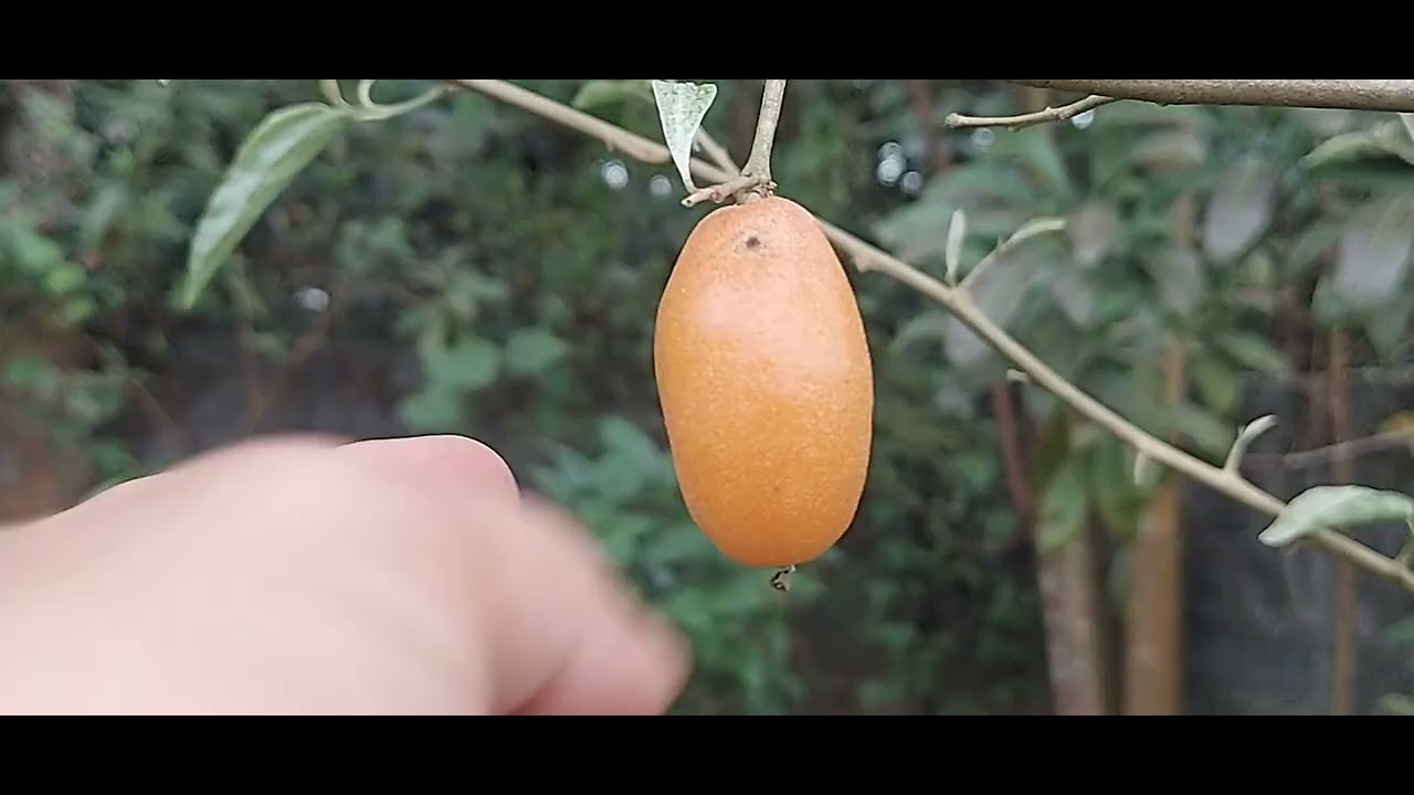 Toàn bộ cây cối trong vườn nhà ở quê 