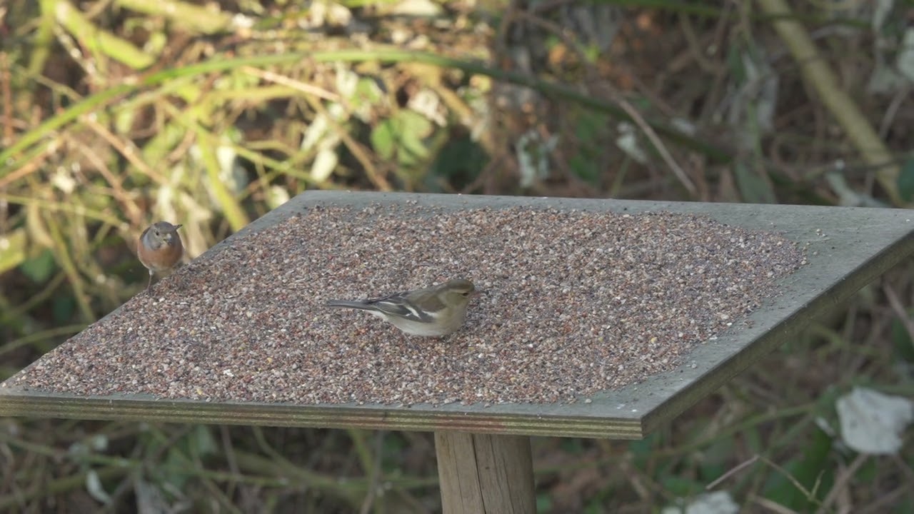 HARELBEKE, 07/03/2025, Provinciedomein De Gavers