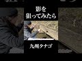 影を狙って見たら…九州タナゴ旅