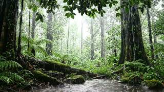 Heavy Rain in a Tropical Rainforest 🌧️ Forest Creek Sounds for Deep Sleep
