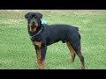 5 Different Kinds of Rottweilers