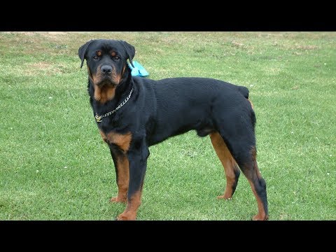 วีดีโอ: สุนัขรักษาสุนัข Rottweilers Go Nuts
