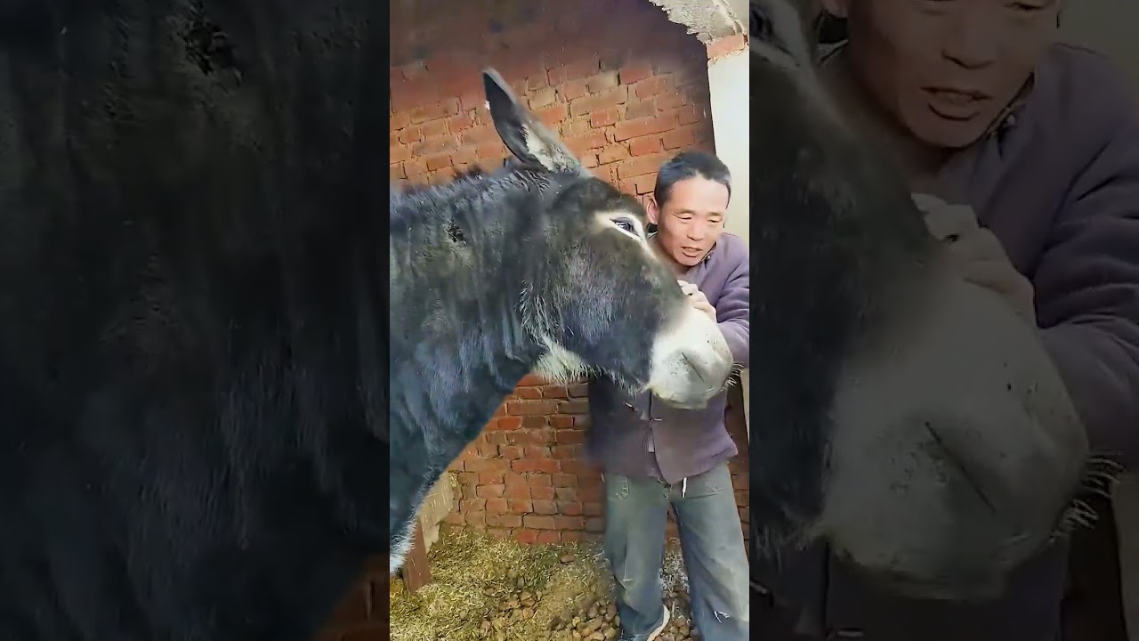 Funniest Donkey Ever Donkey Training the fun way 276