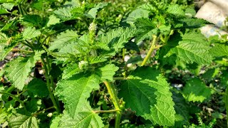 Croton hirtus or Keroton #crotonhirtus #keroton #puring #crotonplant #croton 
