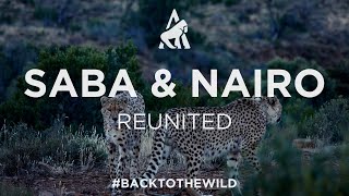 Cheetah brothers reunited in South Africa