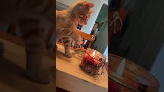 #cat   #catslovers #cats #suncats #funny #funnycats