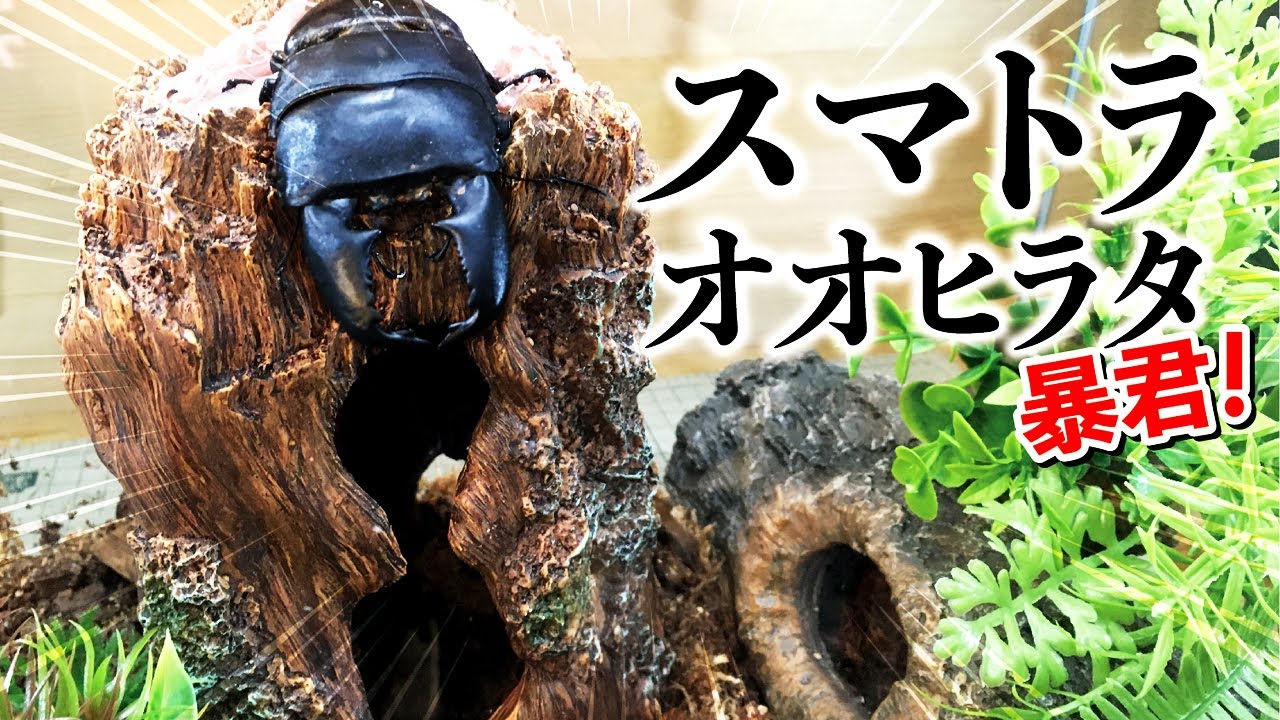 クワリウムに暴君スマトラオオヒラタクワガタを入れた結果・・・