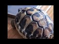 たまちゃん横幅4.6センチになりました　A holiday spent with a tortoise　#リクガメ