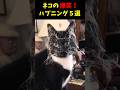 ネコの爆笑ハプニング５選#cat #面白集 #ねこ #笑ったら負け
