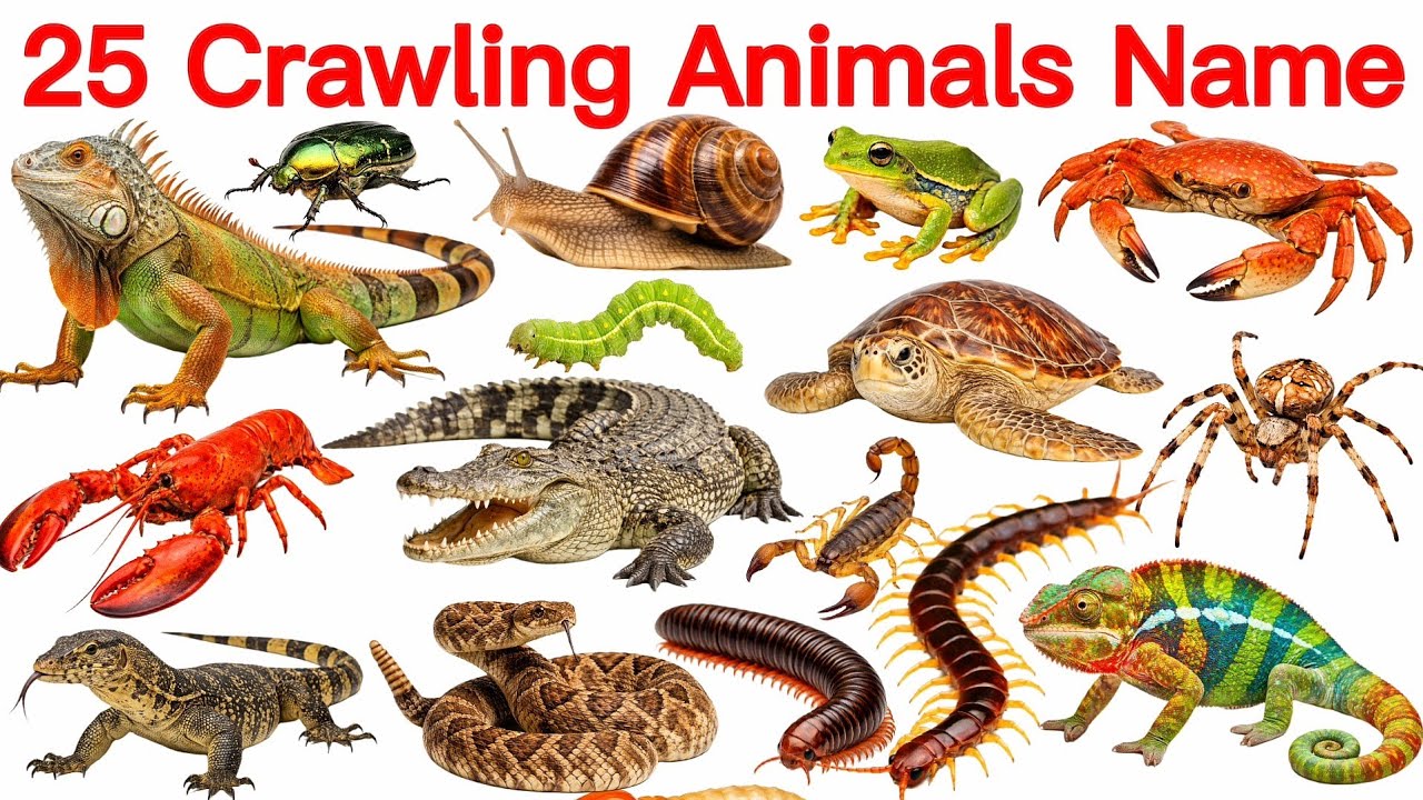 रेंगने वाले जीवों के नाम | 25 Crawling Animals Name English and Hindi ...