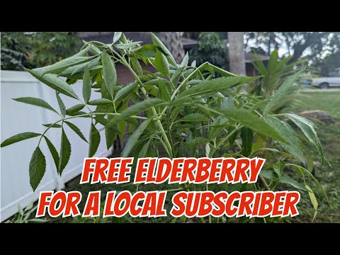 FREE Elderberry plants to a good home - local pickup.  2 year old plants