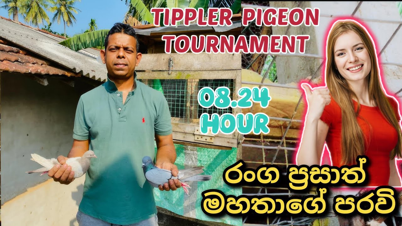 ✨🕊️🥰 TOURNAMENT එළවපු RANGA PRASATH මහතාගේ TIPPLER පරවි දෙන්නා...😍🕊️💗💥#pigeon #kabootar #birds #duet