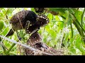 Black Bulbul Feeding MASSIVE Black Butterfly | Bulbul baby birds in nest  | bird videos | day 5