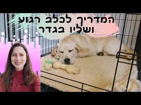 וִידֵאוֹ: הגור החדש שלך: המדריך האולטימטיבי לשינה של הגורים