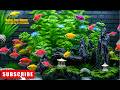 Relaxing Aquarium 4K 🐠 Colorful Fish & Peaceful Underwater Ambience for Sleep, Study, Meditation