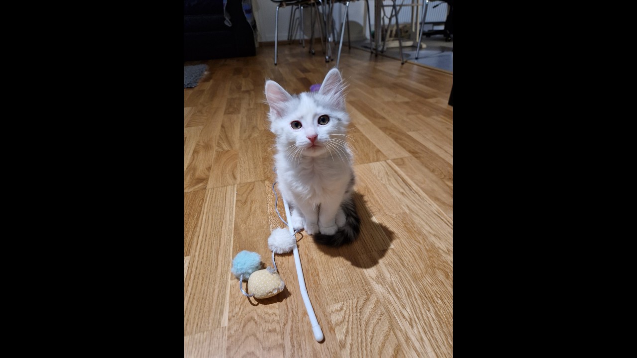 3 Minutes of Kitten Therapy 🐾 | Relaxing Cozy Cat Compilation