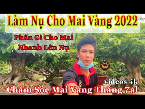Video cách tạo nụ cho mai vàng p1 tháng 7-8 | cách làm nụ... - youtube