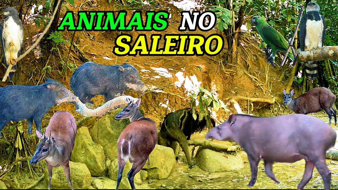 Vejam a quantidade de animais e aves silvestres que estão frequentando o saleiro#animals #animal