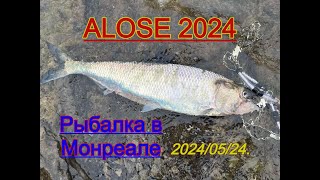 Открытие сезона рыбалки 2024 (Алоз)