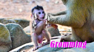 Oh God, The Old Pigtail is Grooming a little newborn monkey | Cute Baby monkey SR