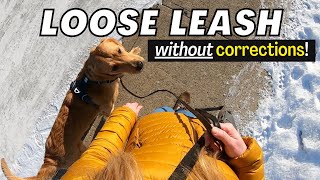 How to Train Heel & Loose Leash Walking: Complete Leash Training Guide