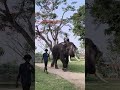Dubare Elephant Camp 🐘 #Coorg #Madikeri #karnataka #accident #viral #trending #dubareelephantcamp