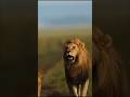 Lion's patrolling #lion #shorts